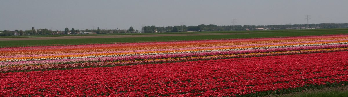 Dorpsraad  Stompetoren